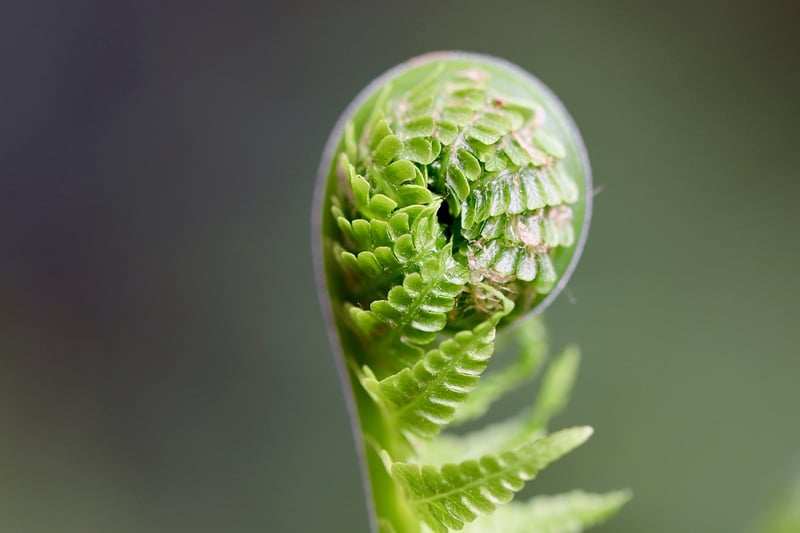 Ferns