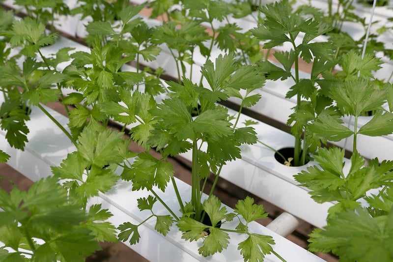 Vertical Hydroponics Towers