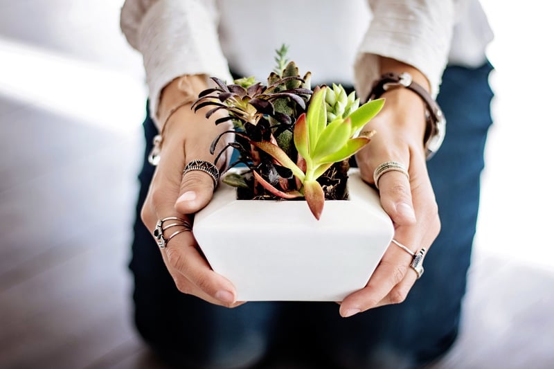 Geometric Plant Displays