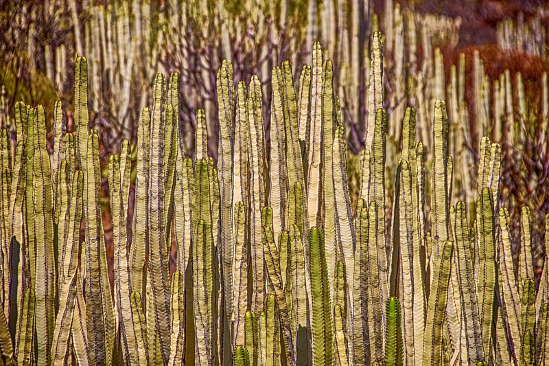 Living Wall Art
